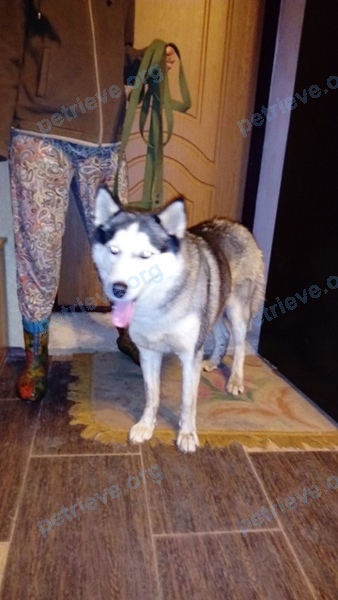 Medium young female dog, found near ул. Телевизионная, 10, Калуга, Калужская обл., Россия, 248010 on Oct 11, 2017.