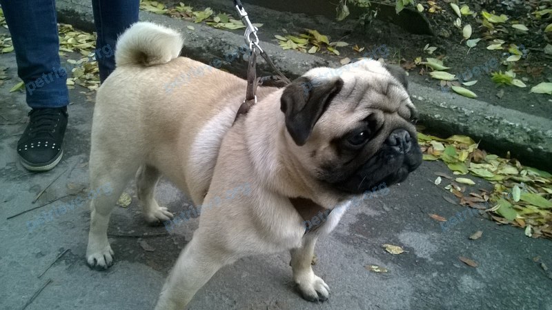 Medium young male dog, found near ул. Пономарева, 5, Мурманск, Мурманская обл., Россия, 183032 on Oct 12, 2017.