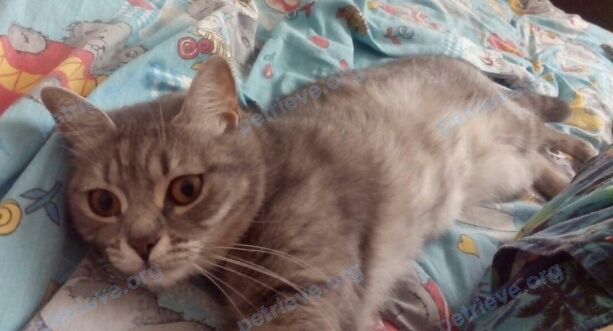 Medium adult gray female cat бусинка, lost near Улица Шибанкова, 19А, Наро-Фоминск, Московская обл., Россия, 143301 on Oct 08, 2017.