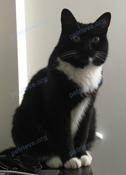 Medium old black female cat Пуша, lost near корпус 402, Зеленоград, Москва, Россия, 124482 on Sep 18, 2017.