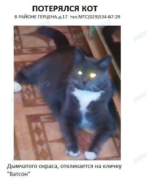 Young gray male cat Ватсон, lost near улица Гончарная 3-5, Витебск, Беларусь on Oct 04, 2017.