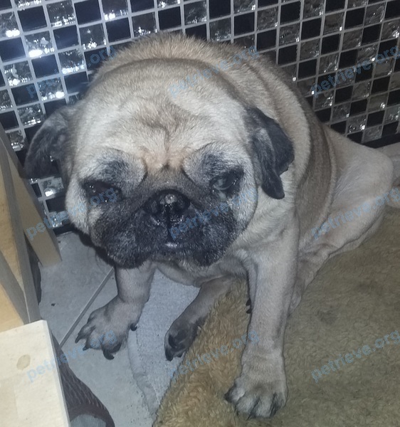 Small old female dog Фрося, lost near Веры Волошиной ул., 54, Мытищи, Московская обл., Россия, 141014 on Oct 12, 2017.