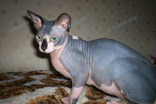 Medium young gray male cat Беня, lost near ул. Атарбекова, 36, Краснодар, Краснодарский край, Россия, 350062 on Oct 13, 2017.