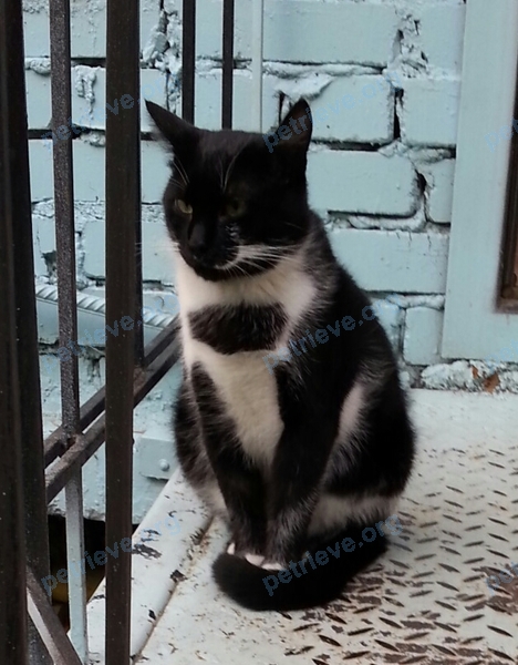 Medium adult mixed color male cat Кафтор, lost near ул. Малиновского, 42б, Ростов-на-Дону, Ростовская обл., Россия, 344090 on Sep 20, 2017.