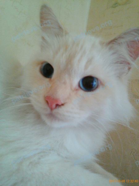 Big young white male cat, found near ул. Зарубина, 212, Саратов, Саратовская обл., Россия, 410012 on Oct 10, 2017.