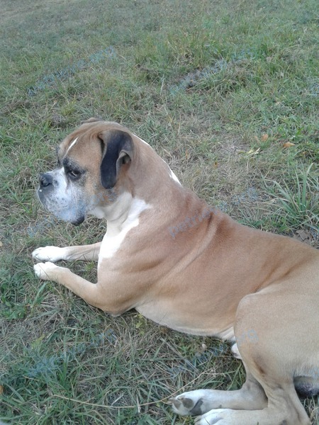 Medium adult mixed color male dog Брик, lost near пр. Стачки, 204б, Ростов-на-Дону, Ростовская обл., Россия, 344090 on Oct 15, 2017.