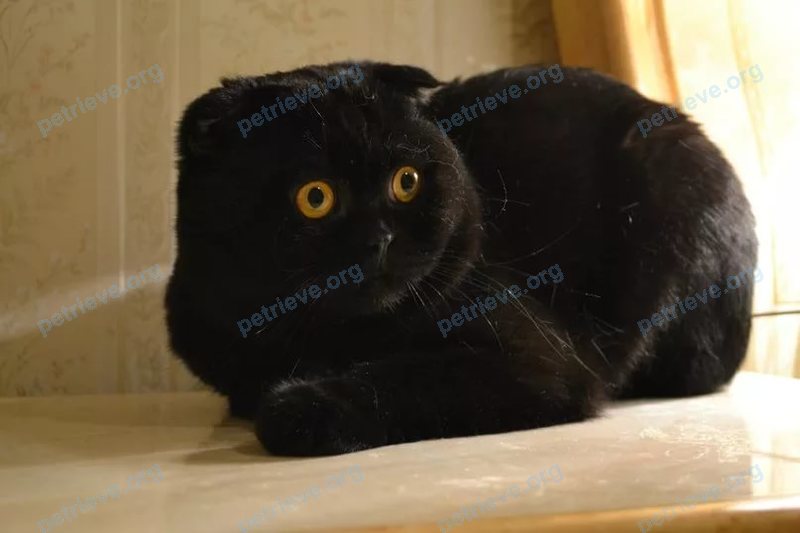 Medium young black female cat, found near Демократическая ул., 31, Самара, Самарская обл., Россия, 443115 on Oct 19, 2017.