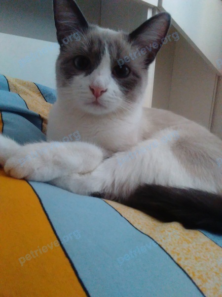 Medium young white female cat Джесси, lost near ул. Радищева, 9, Альметьевск, Респ. Татарстан, Россия, 423465 on Oct 16, 2017.