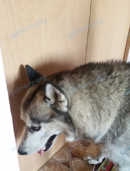 Big young gray male dog, found near ул. Вишневая, 36, Сочи, Краснодарский край, Россия, 354003 on Oct 20, 2017.
