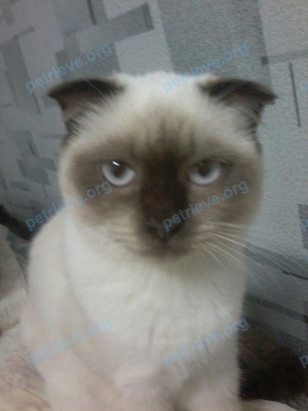 Medium young mixed color female cat Мишель, lost near Р125, Богородск, Нижегородская обл., Россия, 607620 on Oct 16, 2017.