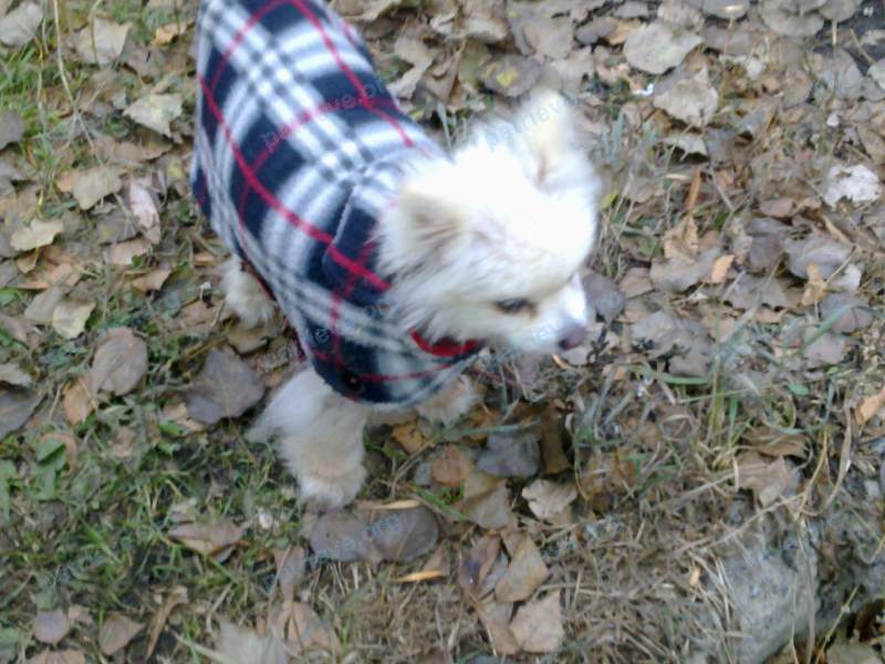Small old white male dog Снежок, lost near ул. Красного Урала, 9, Челябинск, Челябинская обл., Россия, 454138 on Oct 20, 2017.