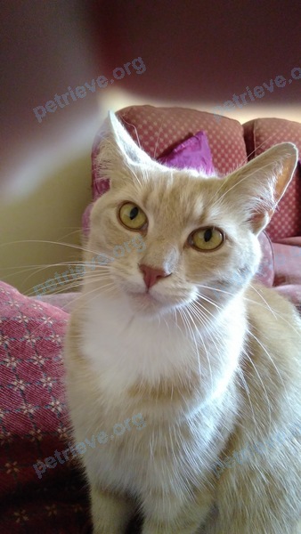 Medium adult orange female cat, lost near 10 Cae Bracty, Glanrafon Rd, Mold CH7 1AF, UK on Oct 17, 2017.