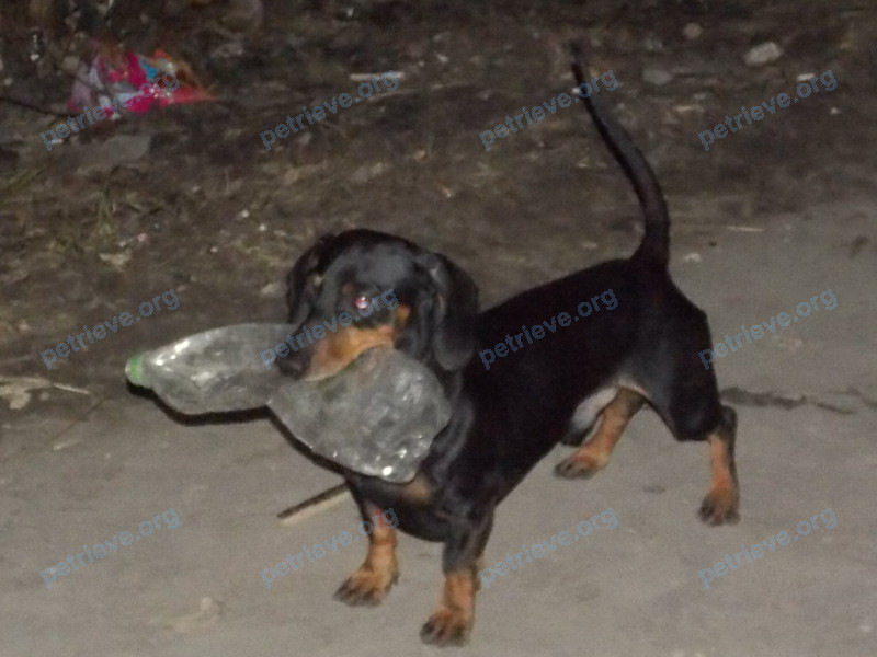 Medium adult black male dog Тимон, lost near Олимпийская ул., 17, Тюмень, Тюменская обл., Россия, 625051 on Oct 21, 2017.