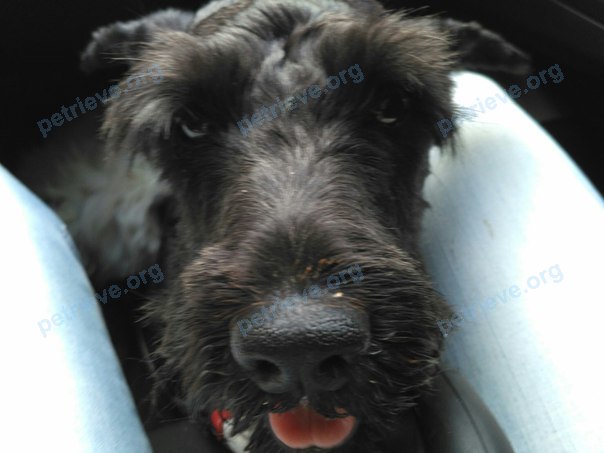 Medium adult black male dog Цверг-шнауцер, lost near ул. Мичурина, 2б, Володарск, Нижегородская, Россия, 606072 on Oct 22, 2017.