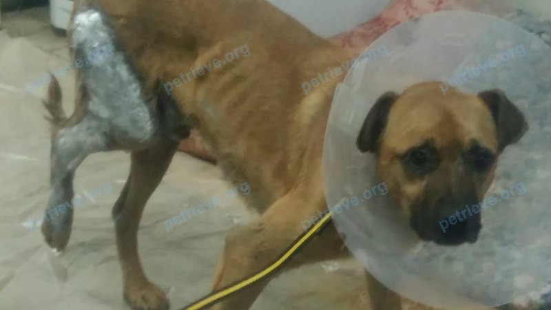 Medium male dog Рыжик(Дон), lost near Чуриковская ул., 1, Малоярославец, Калужская обл., Россия, 249096 on Oct 25, 2017.