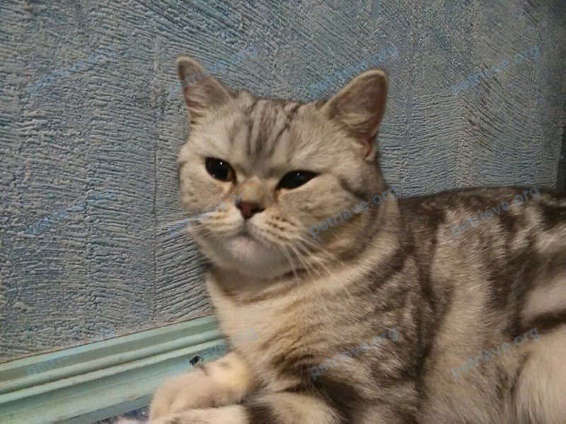 Medium adult gray female cat Василиса, lost near ул. Октябрьская, 118, Батайск, Ростовская обл., Россия, 346894 on Oct 24, 2017.
