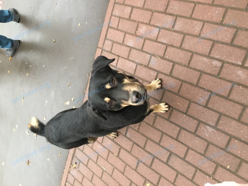 Big black dog, found near Библиотечная ул., 8, Химки, Московская обл., Россия, 141406 on Oct 27, 2017.
