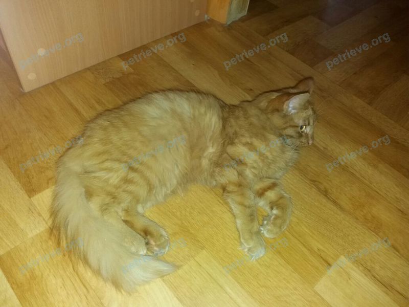 Small young orange female cat, found near ул. 50 лет СССР, 2а, Уфа, Респ. Башкортостан, Россия, 450059 on Oct 27, 2017.