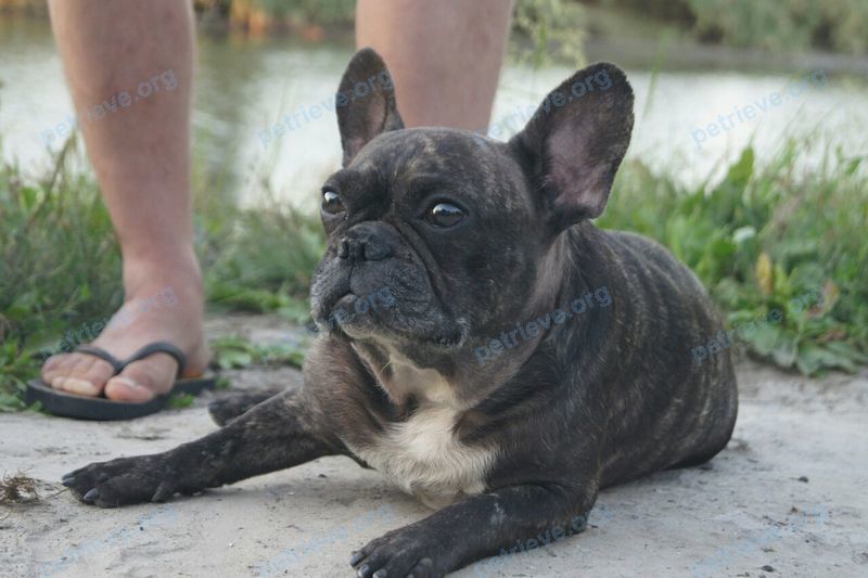 Medium adult mixed color male dog Гай, lost near ул. Капустина, 10, Ростов-на-Дону, Ростовская обл., Россия, 344092 on Oct 30, 2017.