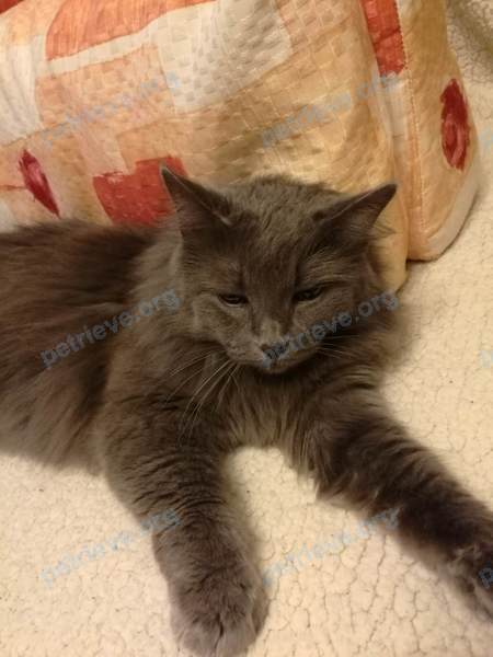 Medium gray female cat, found near Байконурская ул., 7, Санкт-Петербург, Россия, 197227 on Oct 31, 2017.