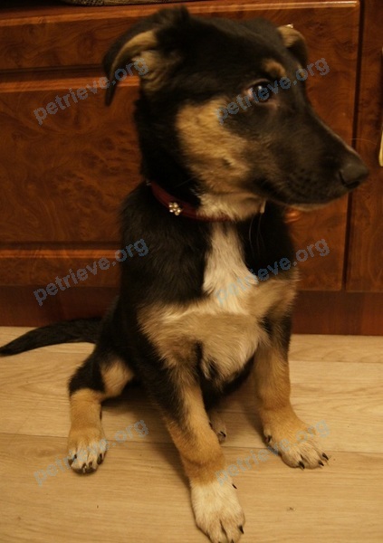 Small young black female dog -, found near ул. Тимирязева, 45, Красноярск, Красноярский край, Россия, 660018 on Oct 30, 2017.