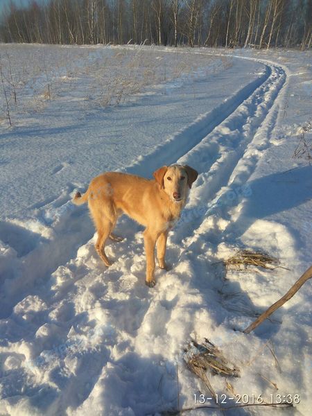 Medium young male dog, lost near Зубова Поляна, Респ. Мордовия, Россия on Oct 27, 2017.