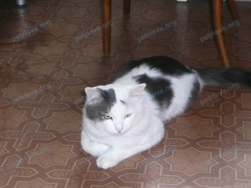 Big young mixed color male cat, lost near ул. Максима Горького, 66-68, Ростов-на-Дону, Ростовская обл., Россия, 344082 on Oct 02, 2017.