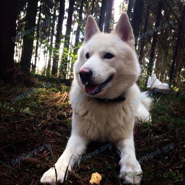 Big young white male dog Сем, lost near 6-я Солнечная ул., 6, Омск, Омская обл., Россия, 644073 on Mar 24, 2017.