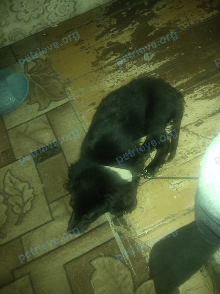 Small young black male dog пёс, lost near ул. Коммунистическая, 20, Новочебоксарск, Чувашская Респ., Россия, 429951 on Nov 02, 2017.
