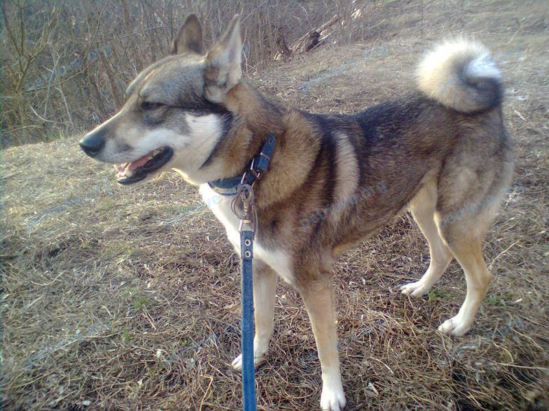 Big young mixed color male dog Алтай, lost near Полиграфическая ул., 12А, Липецк, Липецкая обл., Россия, 398055 on Aug 01, 2017.