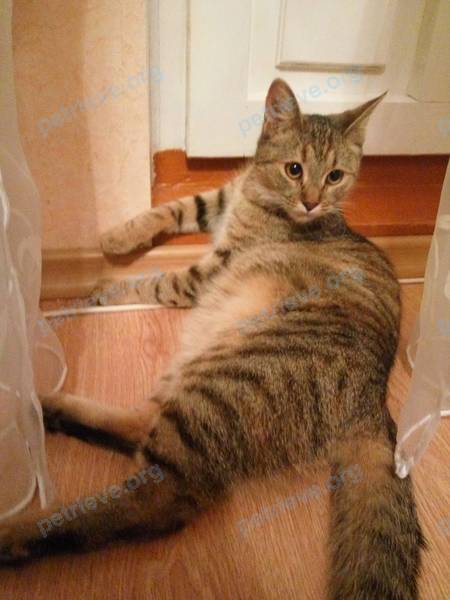 Medium young gray female cat Катя, lost near ул. Джангильдина, 13/2, Оренбург, Оренбургская обл., Россия, 460052 on Nov 03, 2017.