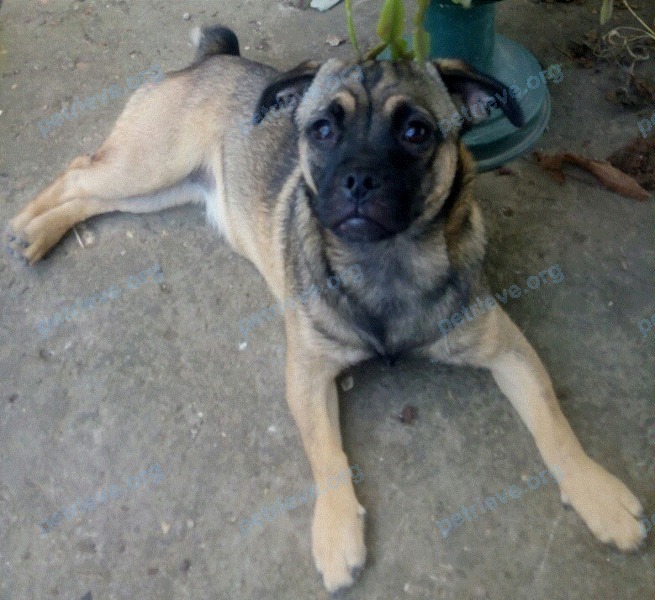 Small young brown female dog Боня, lost near ул. Артюшкова, 5, Краснодар, Краснодарский край, Россия, 350072 on Oct 22, 2017.
