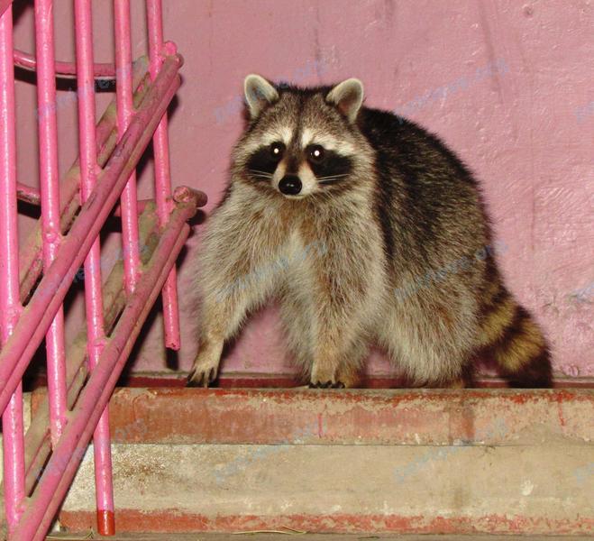 Big adult mixed color male raccoon Ричи, Носик, lost near ул. Листопадова, 102, Ростов-на-Дону, Ростовская обл., Россия, 344019 on Nov 04, 2017.