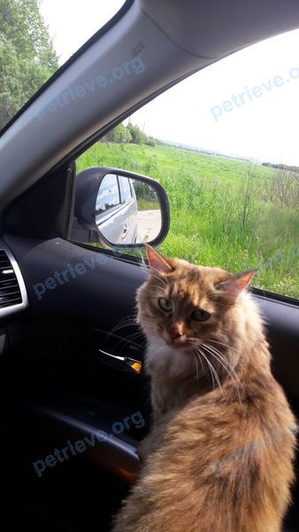 Medium young brown female cat Буся, lost near 15 Craigie St, Cambridge, MA 02138, США on Nov 06, 2017.