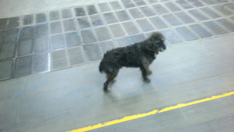 Medium adult black male dog, found near пр. Космонавтов, 45, Екатеринбург, Свердловская обл., Россия, 620098 on Nov 10, 2017.