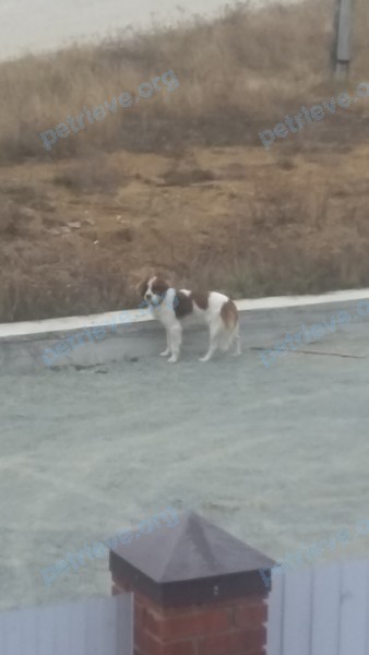 Big mixed color male dog, found near ул. Либкнехта, 114, Касли, Челябинская обл., Россия, 456830 on Nov 10, 2017.