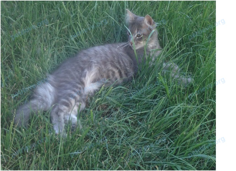 Big adult gray male cat Серый, lost near ул. Генерала Мищенко П.И., 30к3, Краснодар, Краснодарский край, Россия, 350005 on Nov 06, 2017.