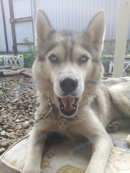 Medium gray female dog Хаски, found near Университетский пер., 125, Ростов-на-Дону, Ростовская обл., Россия, 344000 on Nov 12, 2017.