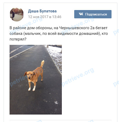 Medium young orange male dog Дружок, lost near ул. Чернышевского, 19, Тюмень, Тюменская обл., Россия, 625003 on Nov 11, 2017.
