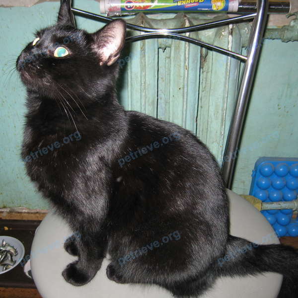 Medium adult black male cat Черныш, lost near 2-й Студеный пр-д, 3, Саратов, Саратовская обл., Россия, 410044 on Oct 30, 2017.