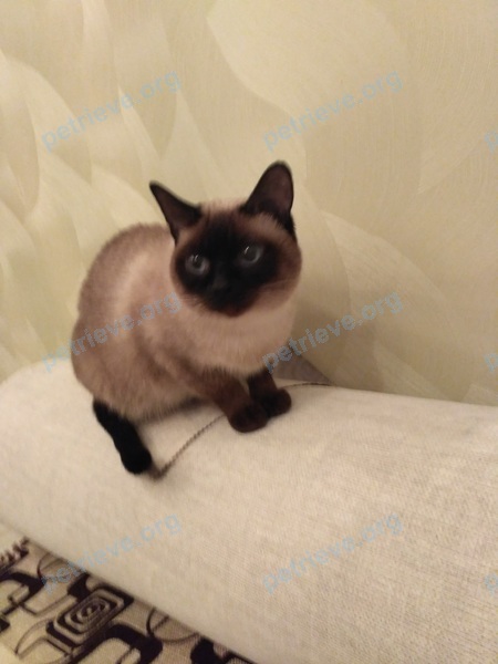 Medium adult brown female cat Багира, lost near Локомотивная ул. 7-26, Витебск, Беларусь on Nov 11, 2017.