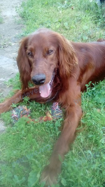 Medium young brown male dog Бисмарк, lost near ул. 50 Лет Октября, 79, Тюмень, Тюменская обл., Россия, 625013 on Nov 16, 2017.
