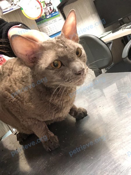 Medium brown female cat, found near ул. Родионова, 8, Химки, Московская обл., Россия, 141410 on Nov 20, 2017.