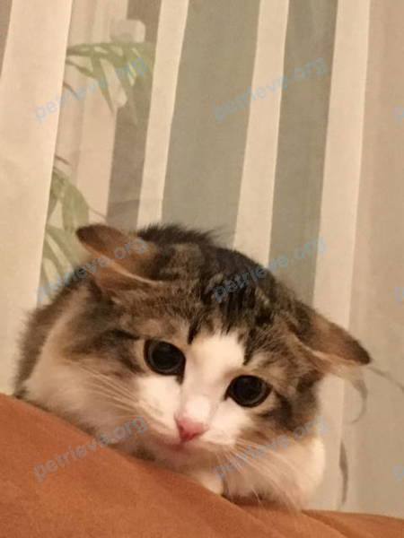 Medium young mixed color female cat Дейзи, lost near Нечевский пер., 4/1, Томск, Томская обл., Россия, 634029 on Nov 15, 2017.