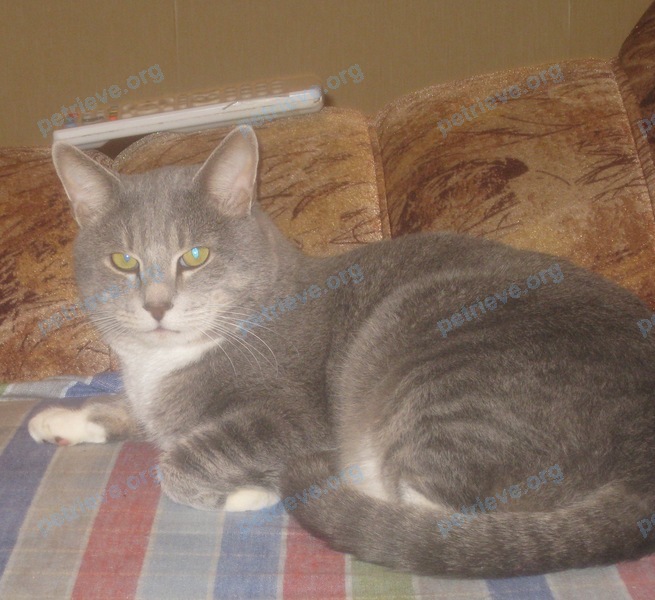 Medium gray male cat Боня, lost near улица Пограничная, Орша, Беларусь on Nov 17, 2017.