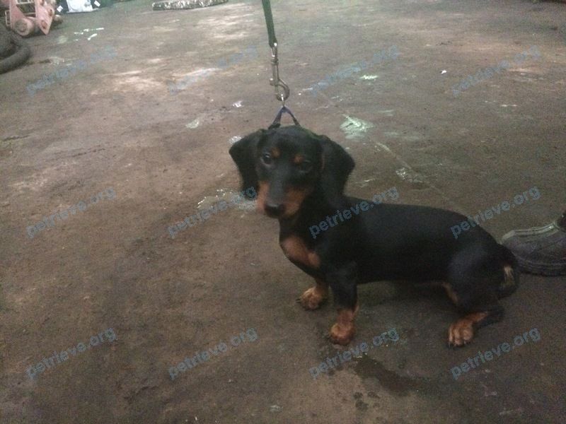 Small young black female dog -, found near ул. Дальняя, Вологда, Вологодская обл., Россия, 160014 on Nov 23, 2017.