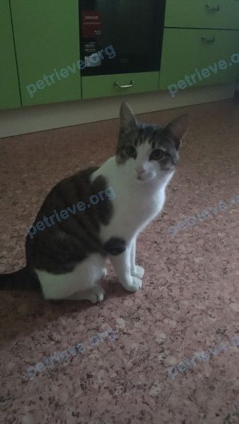Medium young mixed color male cat не знаем, found near ул. Пеше-Стрелецкая, 64, Воронеж, Воронежская обл., Россия, 394038 on Nov 21, 2017.