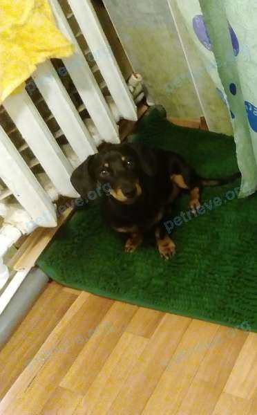 Small young black male dog Мартин, lost near Пролетарская ул., 36, Белая Калитва, Ростовская обл., Россия, 347040 on Nov 22, 2017.