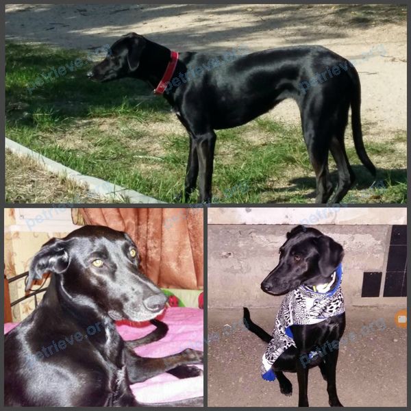 Средняя чёрная взрослая собака Тесса, пропала 19.11.2017.