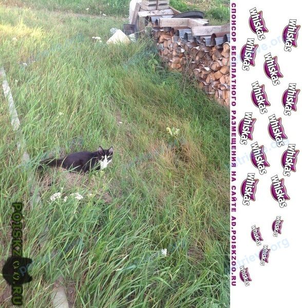 Small young black male cat тишка, lost near ул. Широтная, 159, Тюмень, Тюменская обл., Россия, 625046 on Nov 24, 2017.
